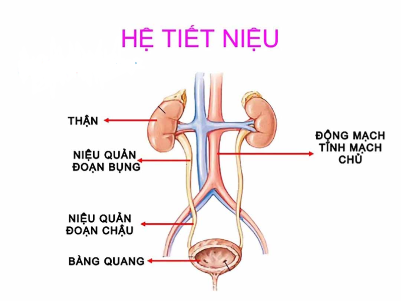 Tổng quan bệnh viêm đường tiết niệu