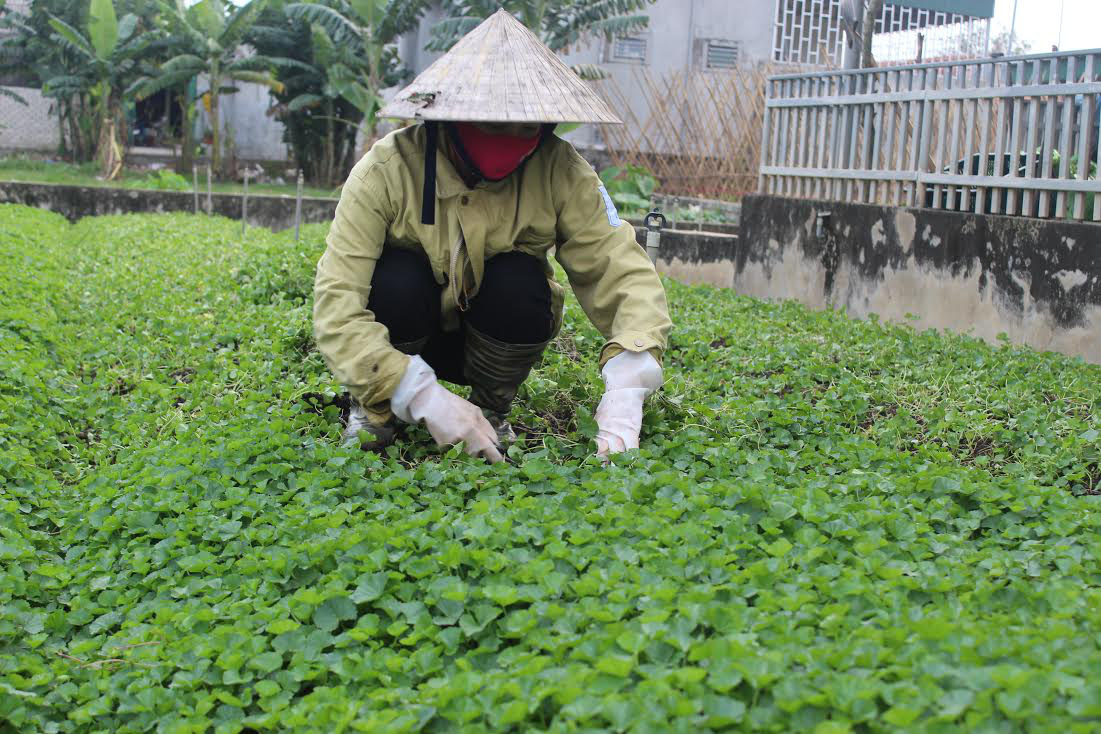 Hiểu biết thêm về cây rau má